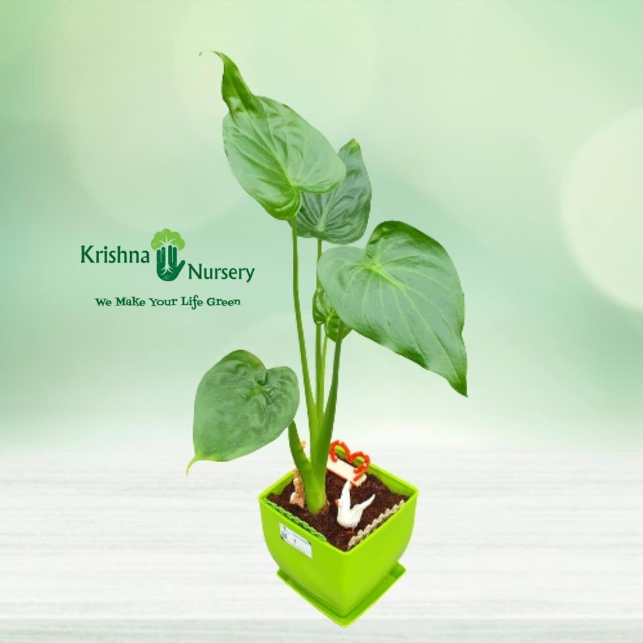 Alocasia Plant - 6 inch - Green Pot