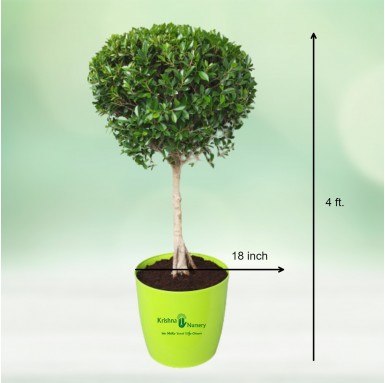 Micro ficus Boll Plant - 18 Inch - Green Pot