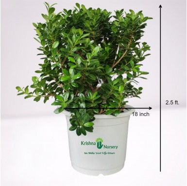 Ficus Longisland Plant - 18 Inch - White Pot