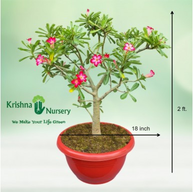 Adenium Bonsai Plant - 20 Inch - Red Pot