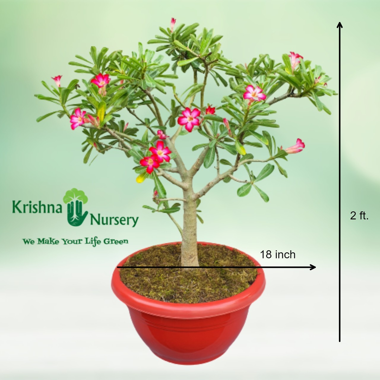 Adenium Bonsai Plant