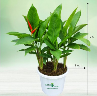 Heliconia Plant - 12 Inch - White Pot