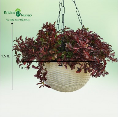 Red Alternanthera Basket - 10 Inch - White Pot
