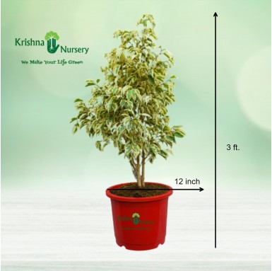 Ficus Starlight Plant - 12 Inch - Red Pot