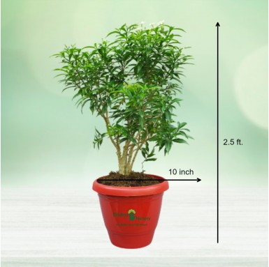 Dwarf Green Chandni Plant - Flower Plants -  - dwarf-green-chandni-plant -   