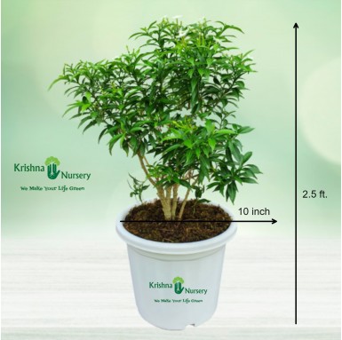 Dwarf Green Chandni Plant - 10 Inch - White Pot