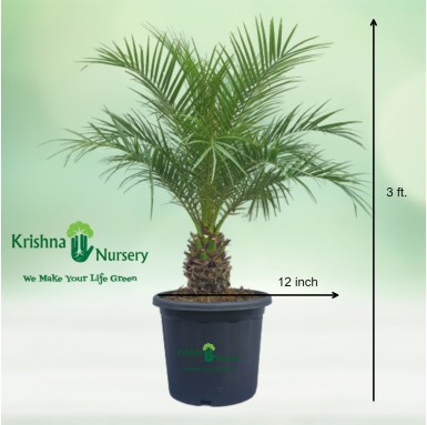 Phoenix Palm - Outdoor Plants -  - phoenix-palm -   