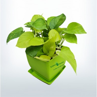 Golden Money Plant - Indoor Plants - Golden Money Plant - Air Purifier - Medicinal Benefits - Krishna Nursery - golden-money-pla
