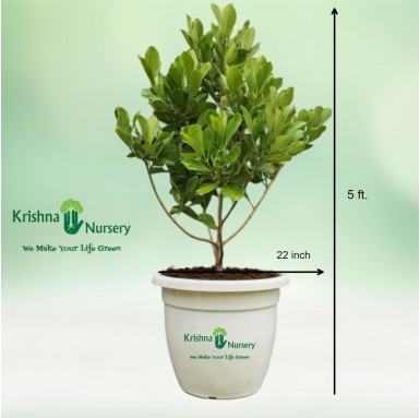 Rosea Clusia Plant - 22 Inch - White Pot