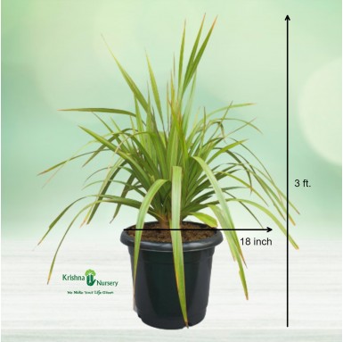 Screw Pine Plant - Outdoor Plants -  - screw-pine-plant -   