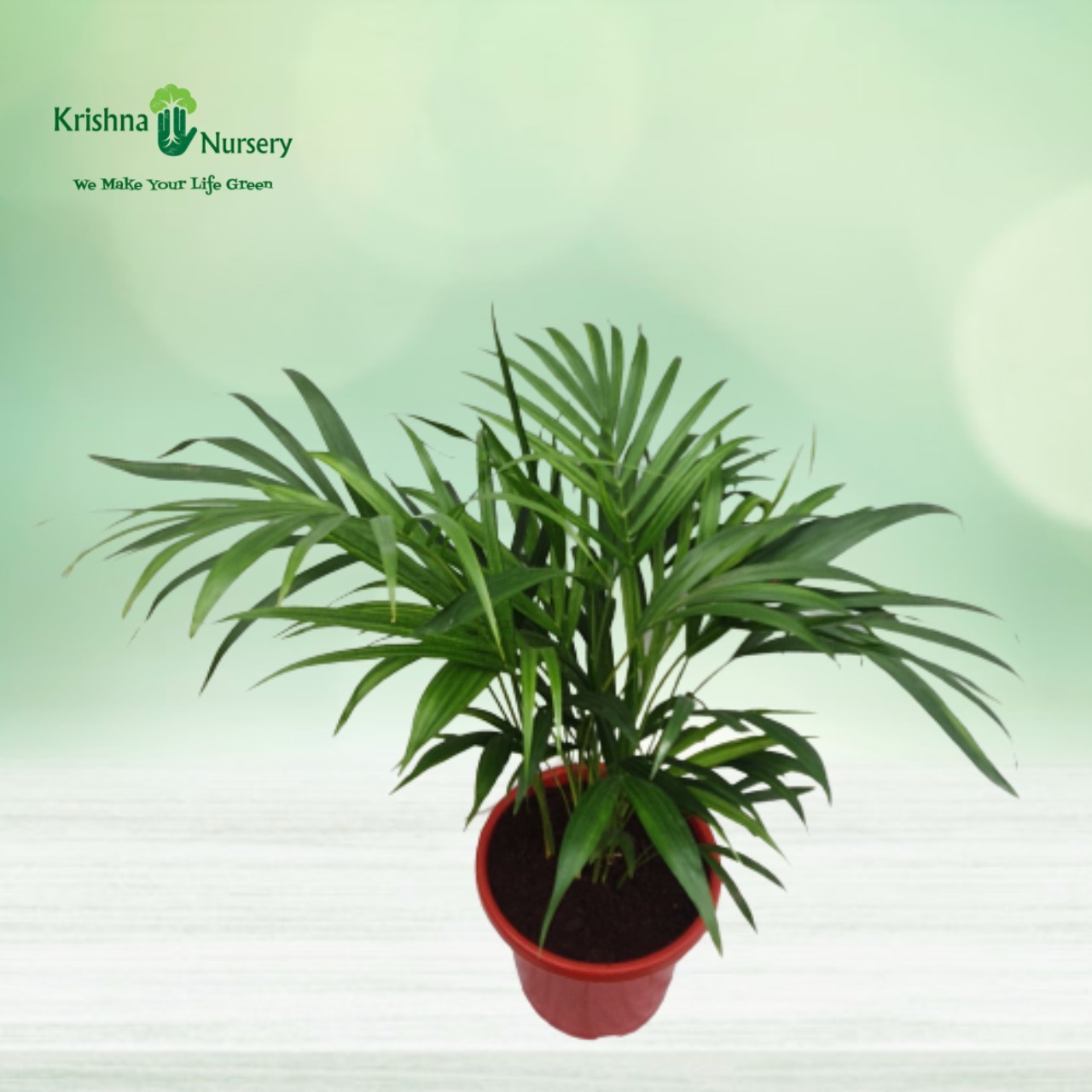Dwarf Areca Palm - Indoor Plants -  - dwarf-areca-palm -   