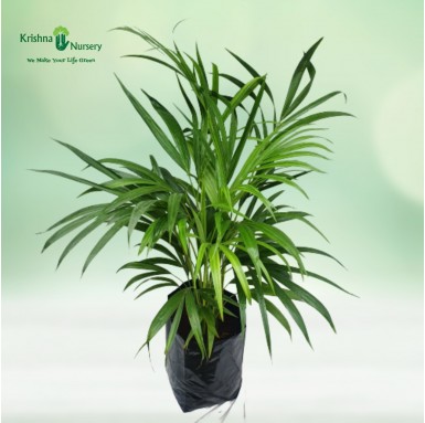 Dwarf Areca Palm - Indoor Plants -  - dwarf-areca-palm -   
