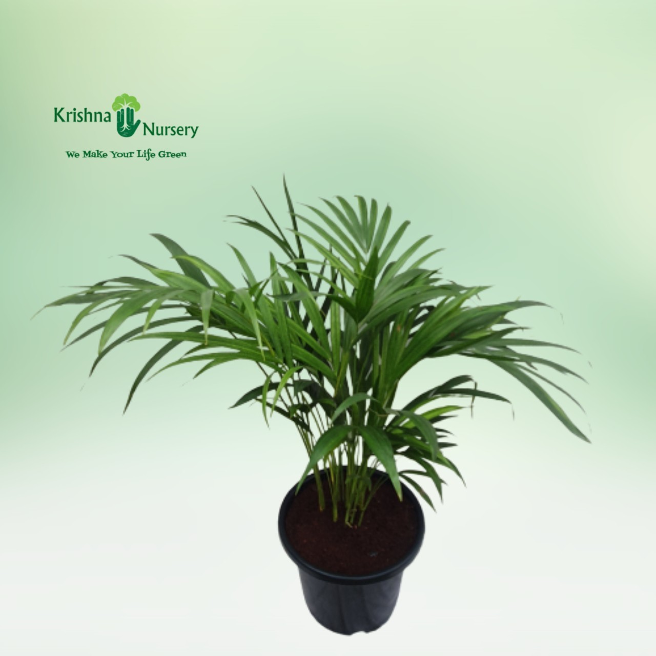 Dwarf Areca Palm Pot Colour & Poly Bag Black Pot Pot Size 12 Inch