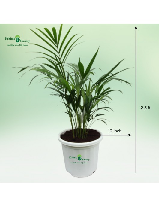 Dwarf Areca Palm
