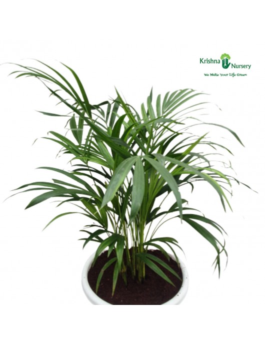 Dwarf Areca Palm
