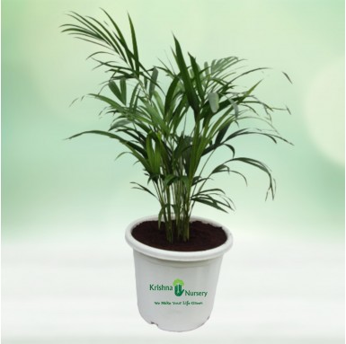 Dwarf Areca Palm - 12 inch - White Pot