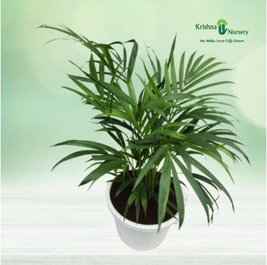 Dwarf Areca Palm - 12 inch - White Pot