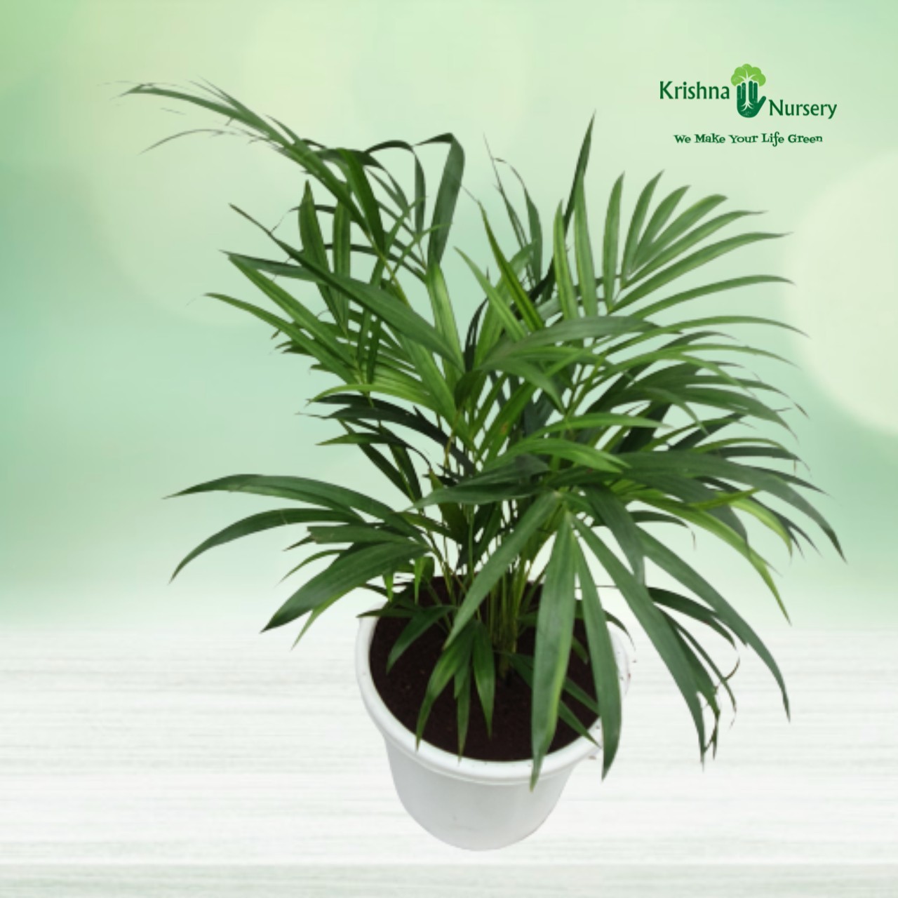 Dwarf Areca Palm Pot Colour & Poly Bag White Pot Pot Size 12 Inch