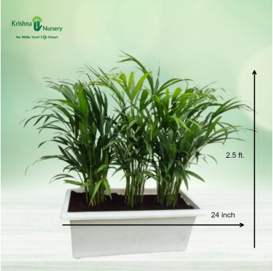 Dwarf Areca Palm with Tray Pot - Indoor Plants -  - dwarf-areca-palm-with-tray-pot -   