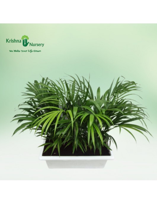 Dwarf Areca Palm with Tray Pot