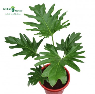 Philodendron Selloum Plant - 10 inch - Red Pot