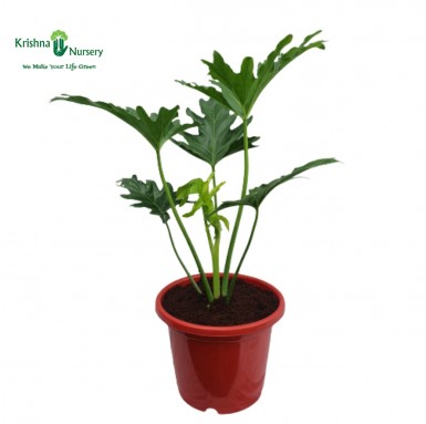 Philodendron Selloum Plant - 10 inch - Red Pot
