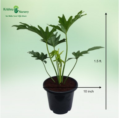 Philodendron Selloum Plant - Indoor Plants -  - philodendron-selloum-plant -   