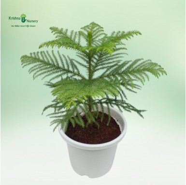 Araucaria Plant - Indoor Plants -  - araucaria-plant -   