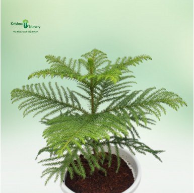 Araucaria Plant - 8 inch - White Pot