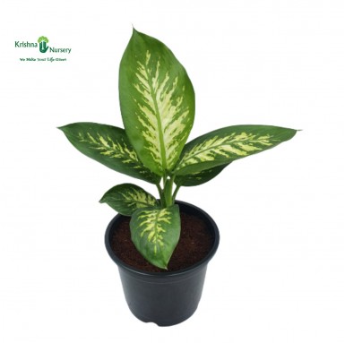 Dieffen-Bachia Plant - Indoor Plants -  - dieffen-bachia-plant -   