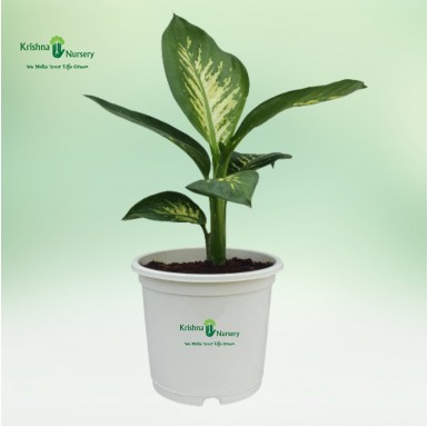 Diffen-Bachia Plant - 10 inch - White Pot
