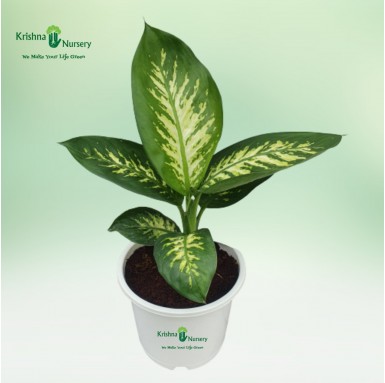 Diffen-Bachia Plant