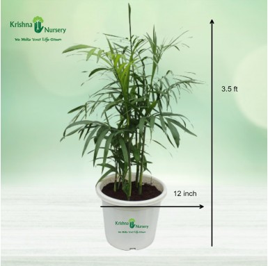 Cane Palm - 12 inch - White Pot