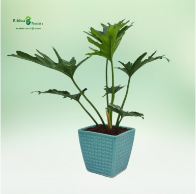 Selloum Plant with 6 Inch Ceramic Pot - Indoor Plants -  - selloum-plant-with-6-inch-ceramic-pot -   