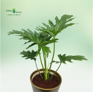 Selloum Plant with 10 Inch Ceramic Pot - Indoor Plants -  - selloum-plant-with-10-inch-ceramic-pot -   