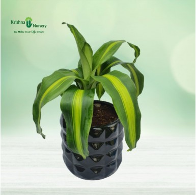 Dracaena Victoria with Ceramic Pot - Indoor Plants -  - dracaena-victoria-with-ceramic-pot- -   