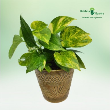 Money Plant with 6 inch Ceramic Pot