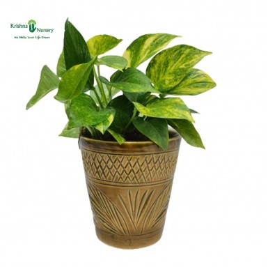 Money Plant with 6 inch Ceramic Pot - Gifting Plants -  - money-plant-with-6-inch-ceramic-pot -   