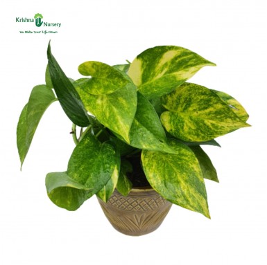 Money Plant with 6 inch Ceramic Pot - Gifting Plants -  - money-plant-with-6-inch-ceramic-pot -   