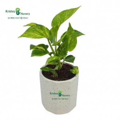 Money Plant with 5 inch Ceramic Pot - Gifting Plants -  - money-plant-with-5-inch-ceramic-pot -   