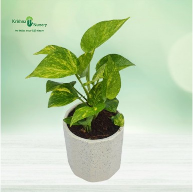 Money Plant with 5 inch Ceramic Pot