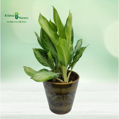 Aglaonema Green with 10 inch Ceramic Pot - Gifting Plants -  - aglaonema-green-with-10-inch-ceramic-pot -   