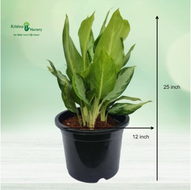 Aglaonema Plant - Indoor Plants -  - aglaonema-plant -   
