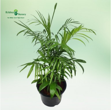 Cane Palm (Bamboo Palm) - Indoor Plants -  - cane-palm-bamboo-palm -   