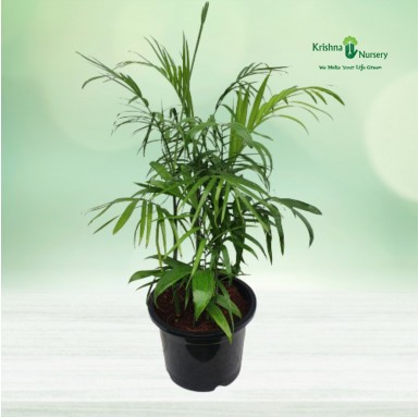 Cane Palm (Bamboo Palm) - Indoor Plants -  - cane-palm-bamboo-palm -   