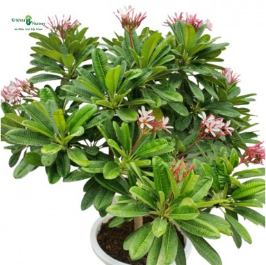 Plumeria Pixie Plant - Pink Champa - Flower Plants -  - plumeria-pixie-plant-pink-champa -   