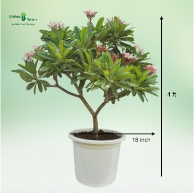 Pixie Plumeria Plant - 18 inch - White Pot