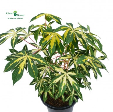 Variegated Tapioca Plant - Outdoor Plants -  - variegated-tapioca-plant -   