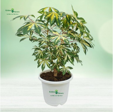 Variegated Tapioca Plant - 10 inch - White Pot