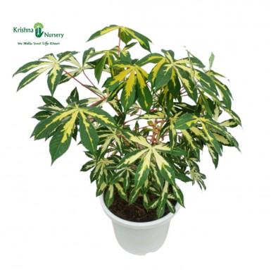 Variegated Tapioca Plant - Outdoor Plants -  - variegated-tapioca-plant -   